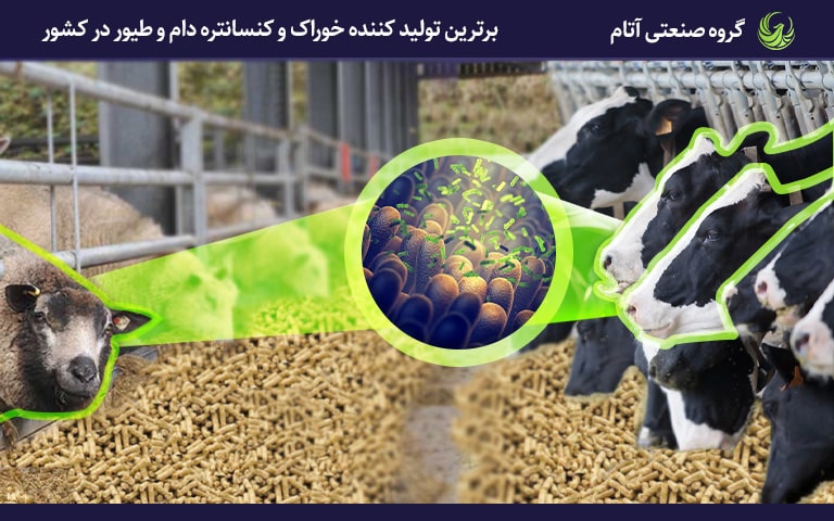 نقش پروبیوتیکها و پری بیوتیکها در تغذیه گوساله